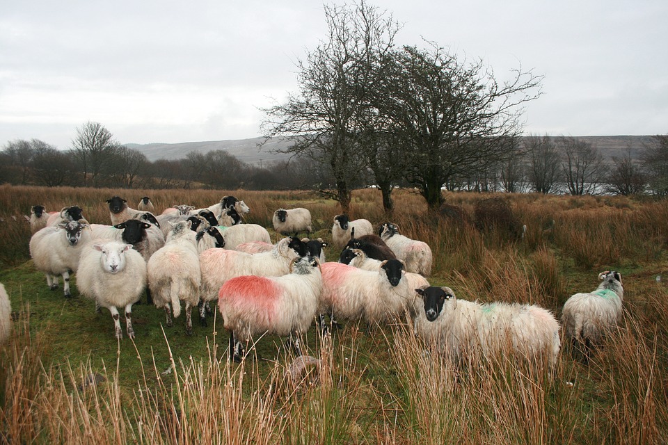 sheep, ireland, donegal