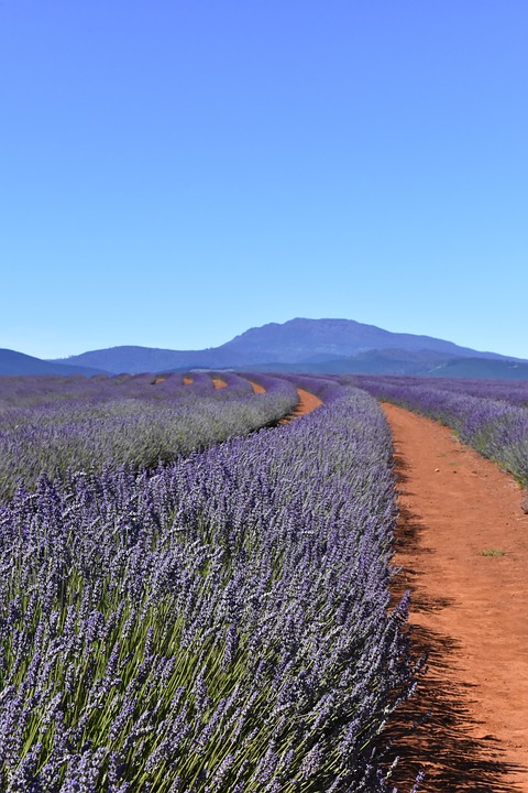 australia, tasmania, lavender fields
