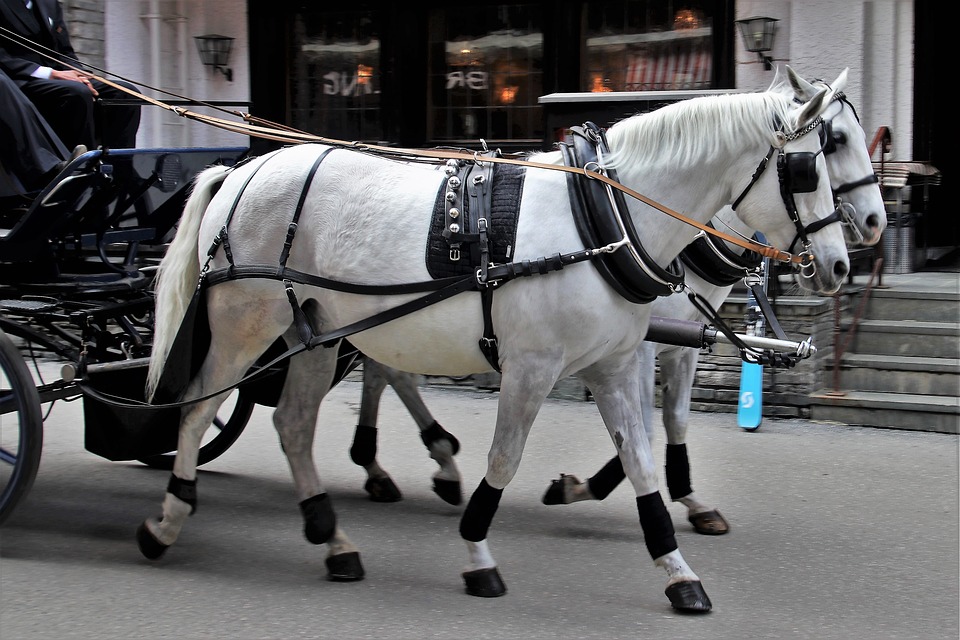 portable, transport, the horse