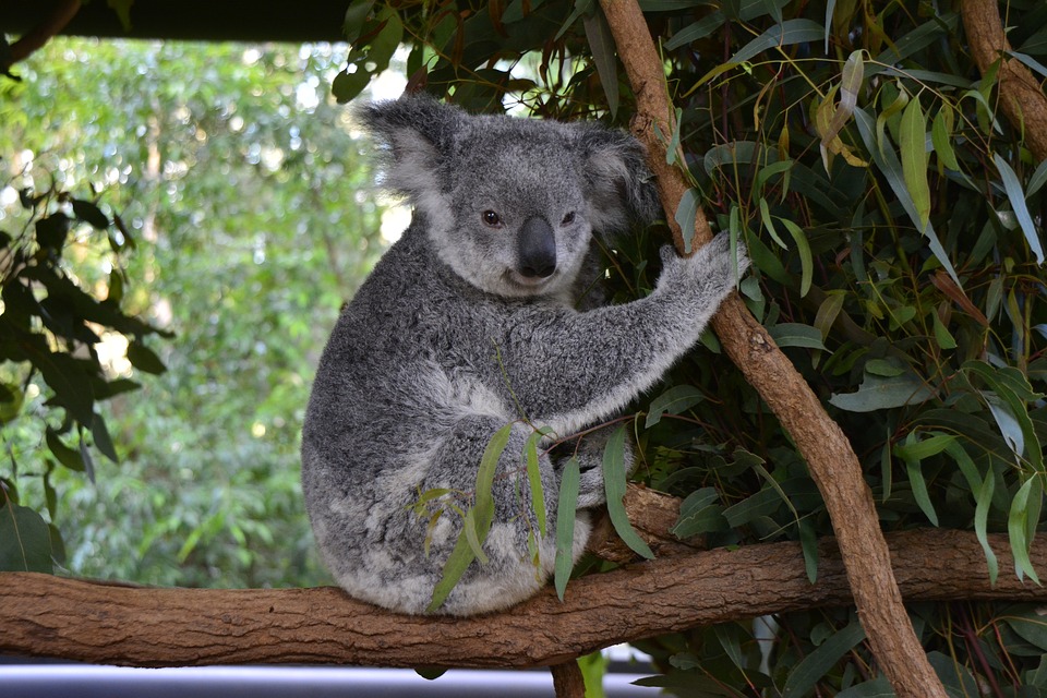 australia, koala, brisbane