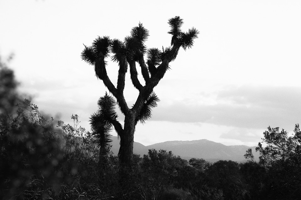 joshua tree, california desert, desert