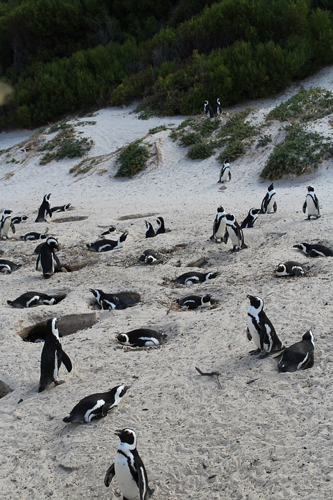 south áfrica, cape town, penguin
