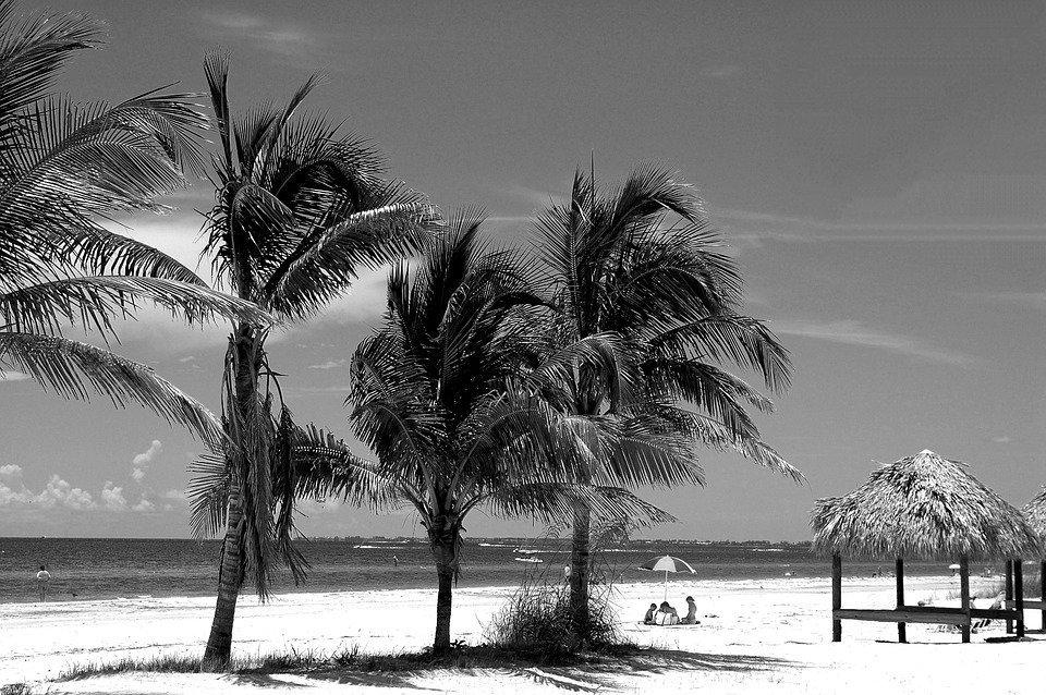 fort myers beach, florida, palm trees