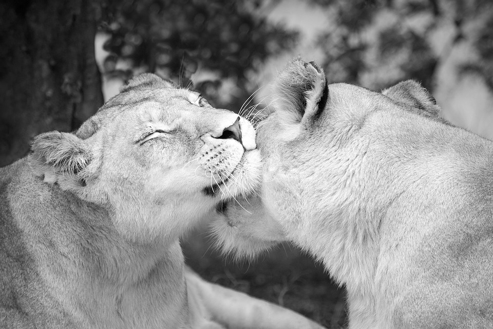 lioness affection, lion, females