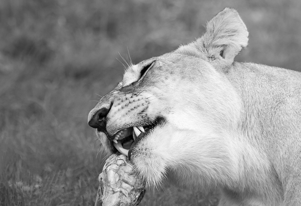 lioness feeding, lion, wildlife
