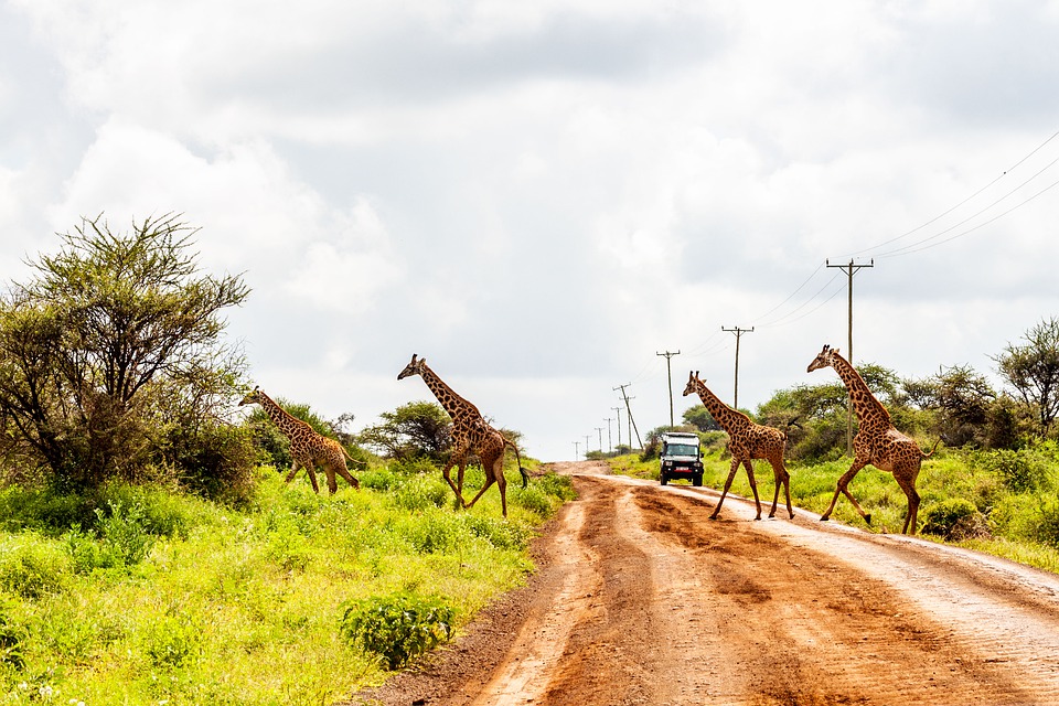 amboseli, amboseli national park, kenya