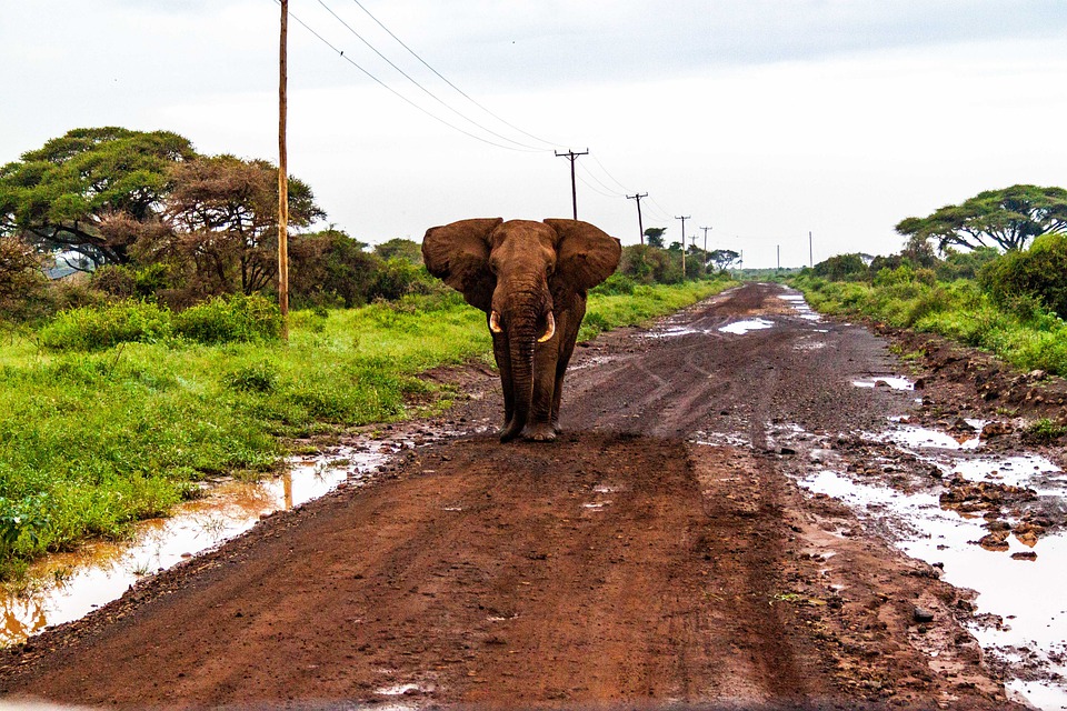 amboseli national park, elephants, kenya