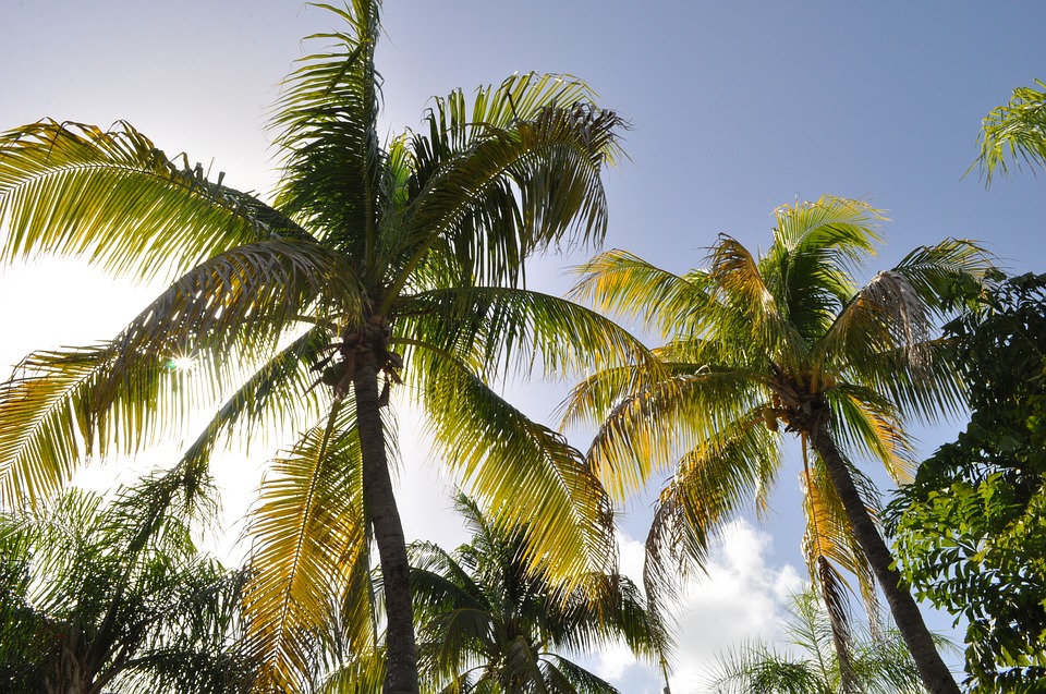 coconut trees, beach, west indies